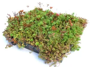 Sedumcassette, per m2, Click 'N Go